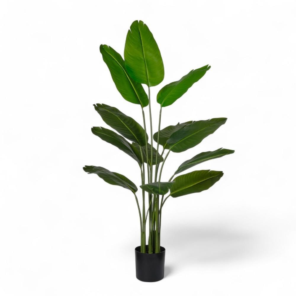 PIANTA STERLIZIA X5 CM150 GREEN